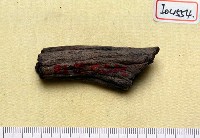 藏品(鹿角)的圖片